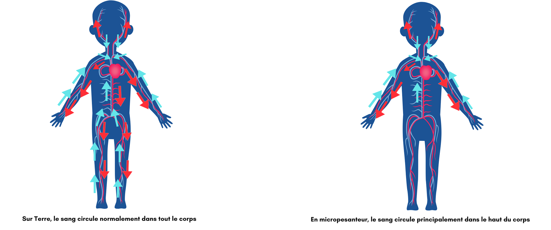 Circulation du corps dans l'espace